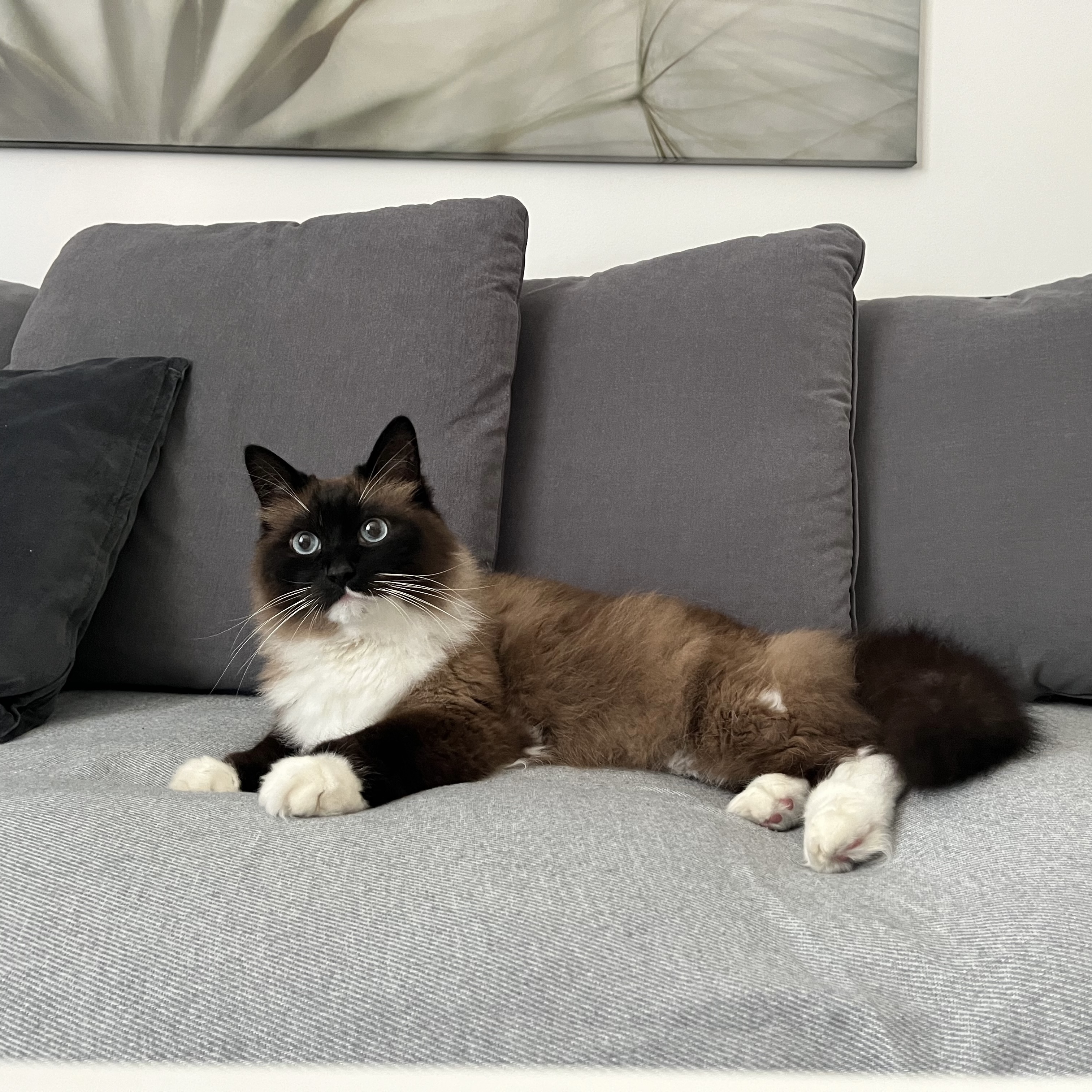 Nikki the cat on sofa
